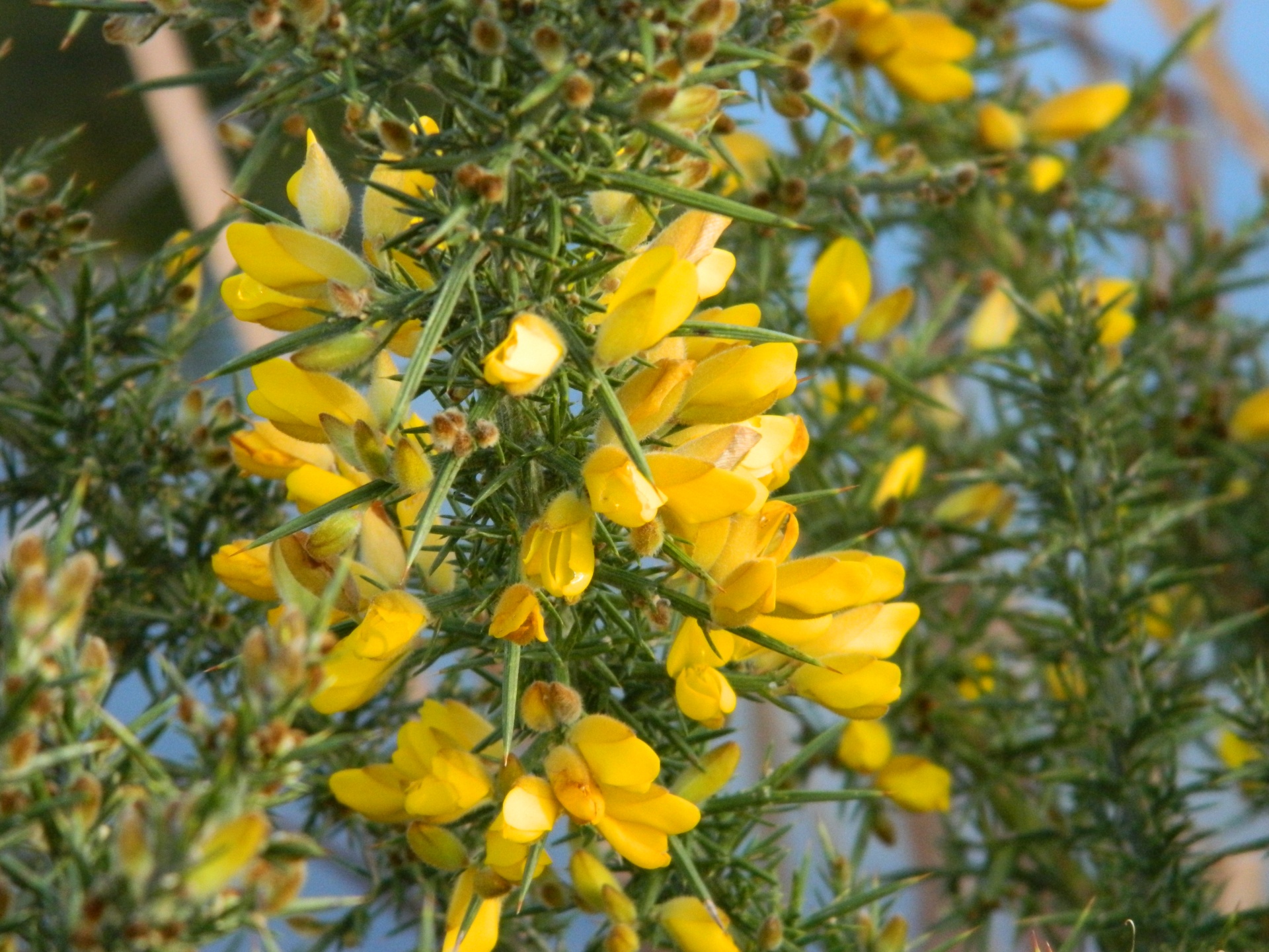 gorse